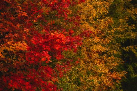 Au Train Foliage