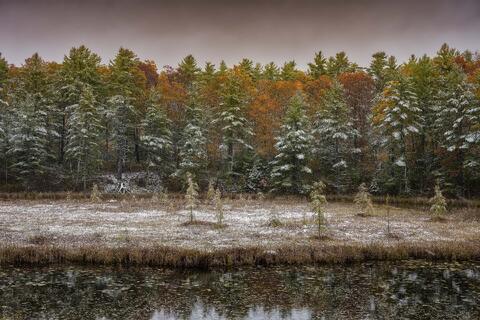Autumn Layer