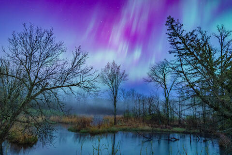 Boreal Marsh