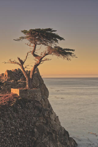 Cypress Form
