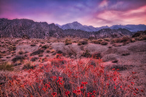 Desert Rose