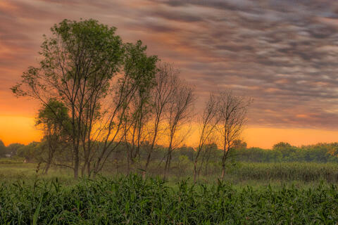 Elm Creek Dawn