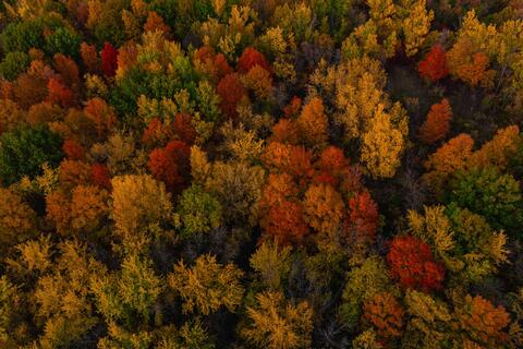 Maple II