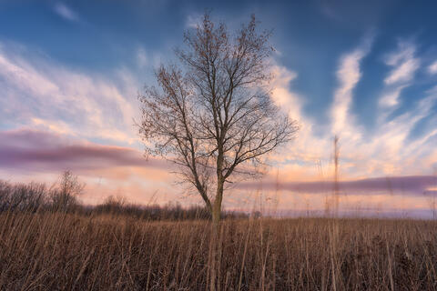 Elm Creek Impressions