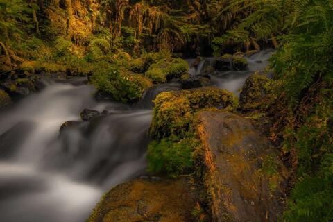 Fairy Creek X