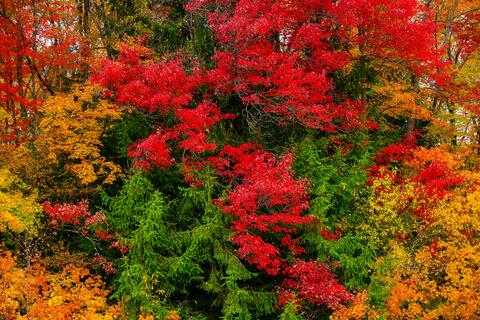 Fall Lux II