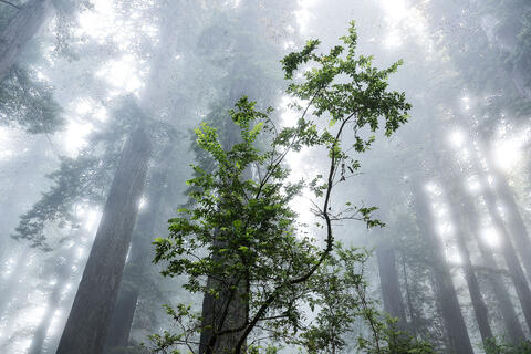 Growth By Light