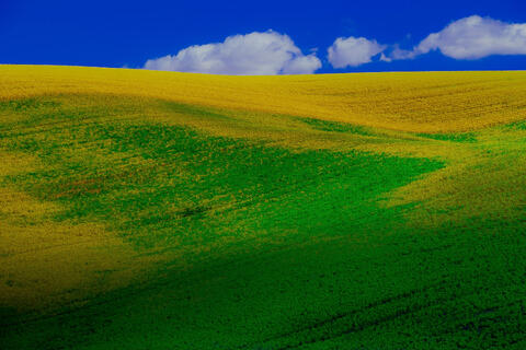 Palouse X