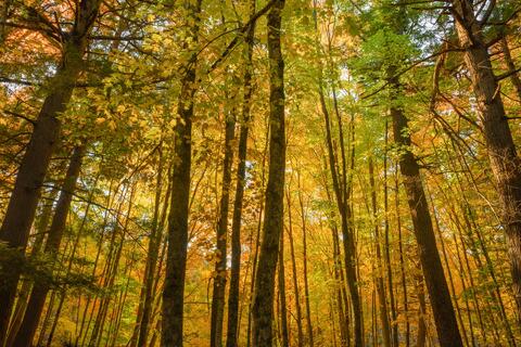 Presque Isle Forest
