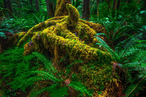 Sol Duc