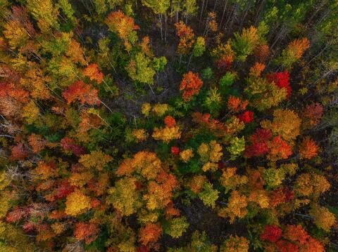Speckled Blotch