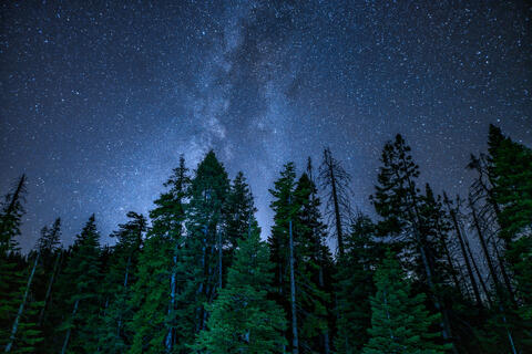 Stars + Pine