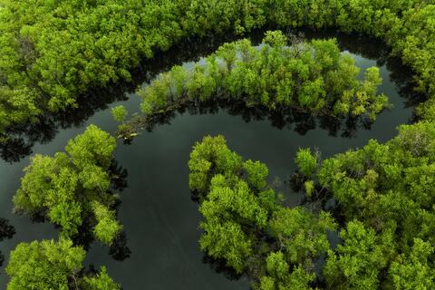 Swamp Thing