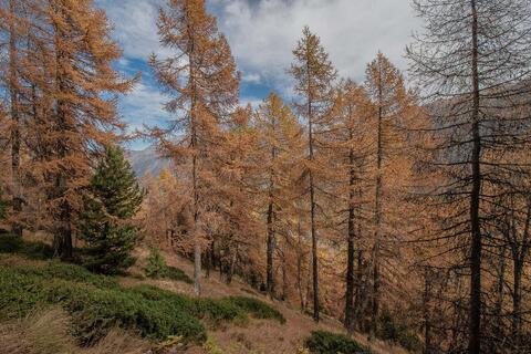Swiss Autumn