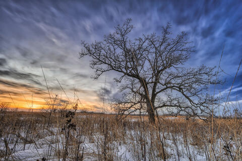 Tundra + The Pastoral