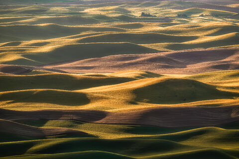 Wheatlands XVI