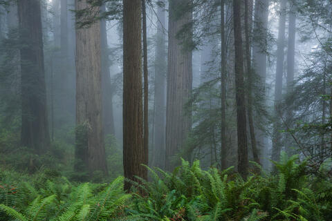 Wookieville