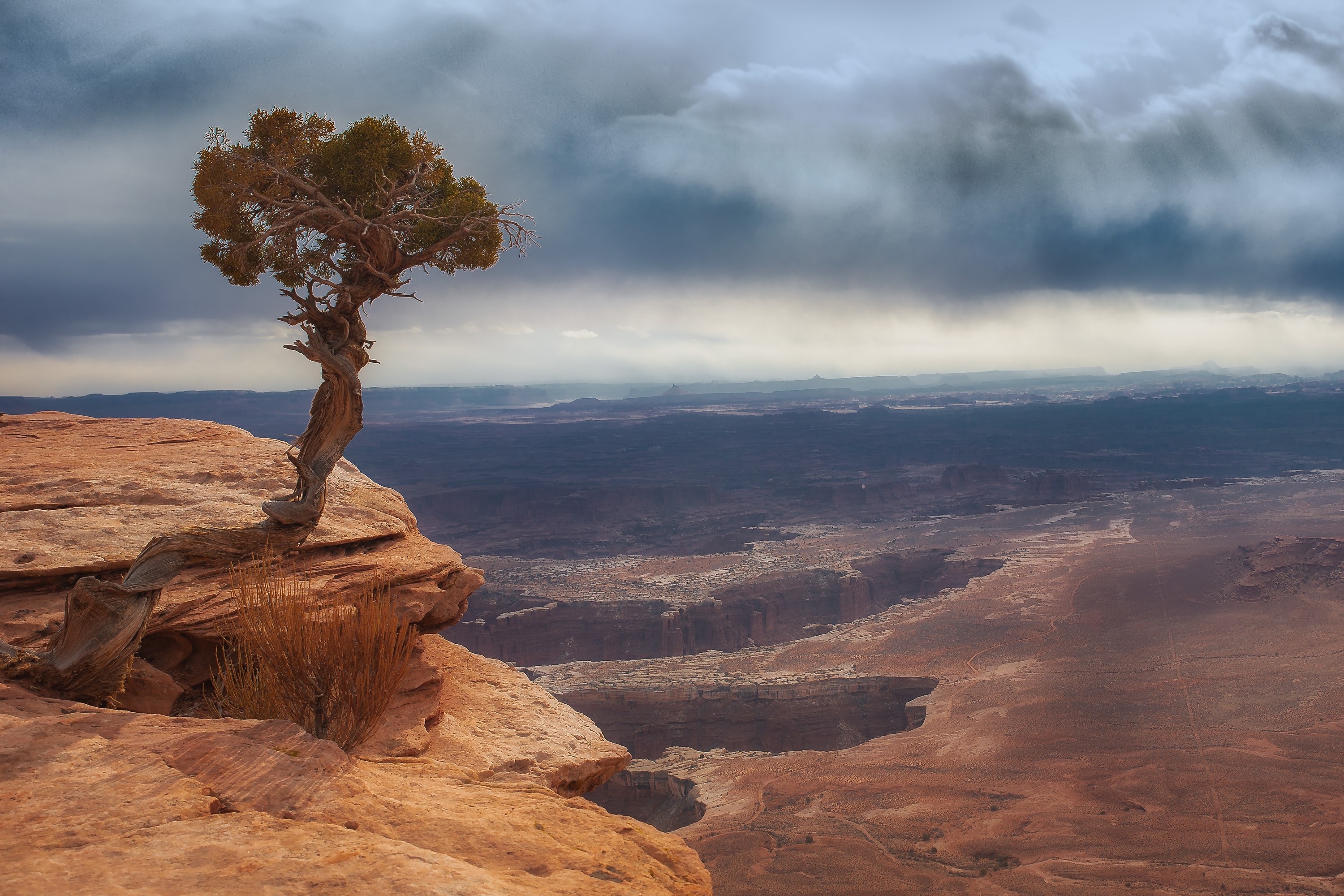 Grand View Juniper Grand View Juniper