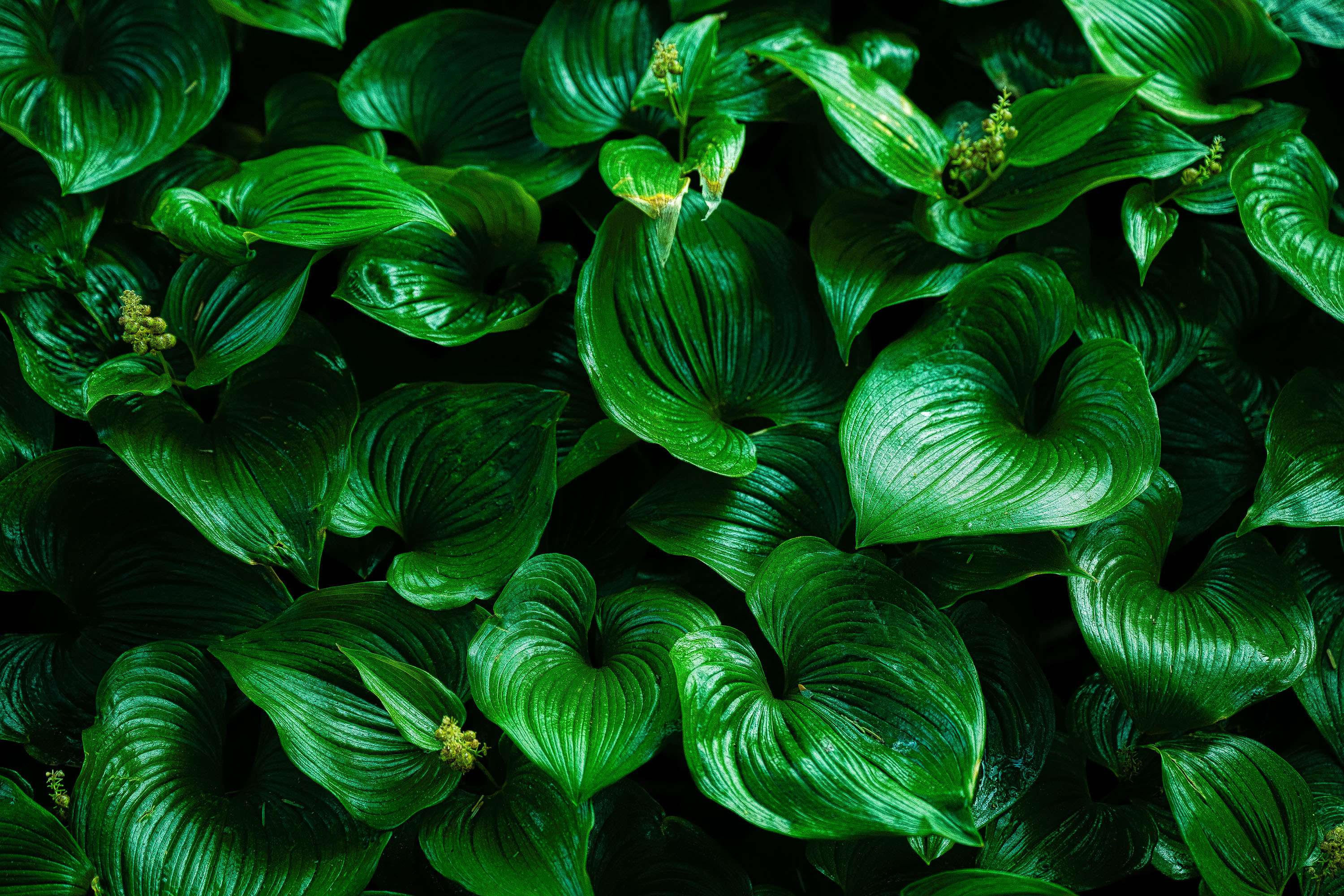 Greener Ground Greener Ground