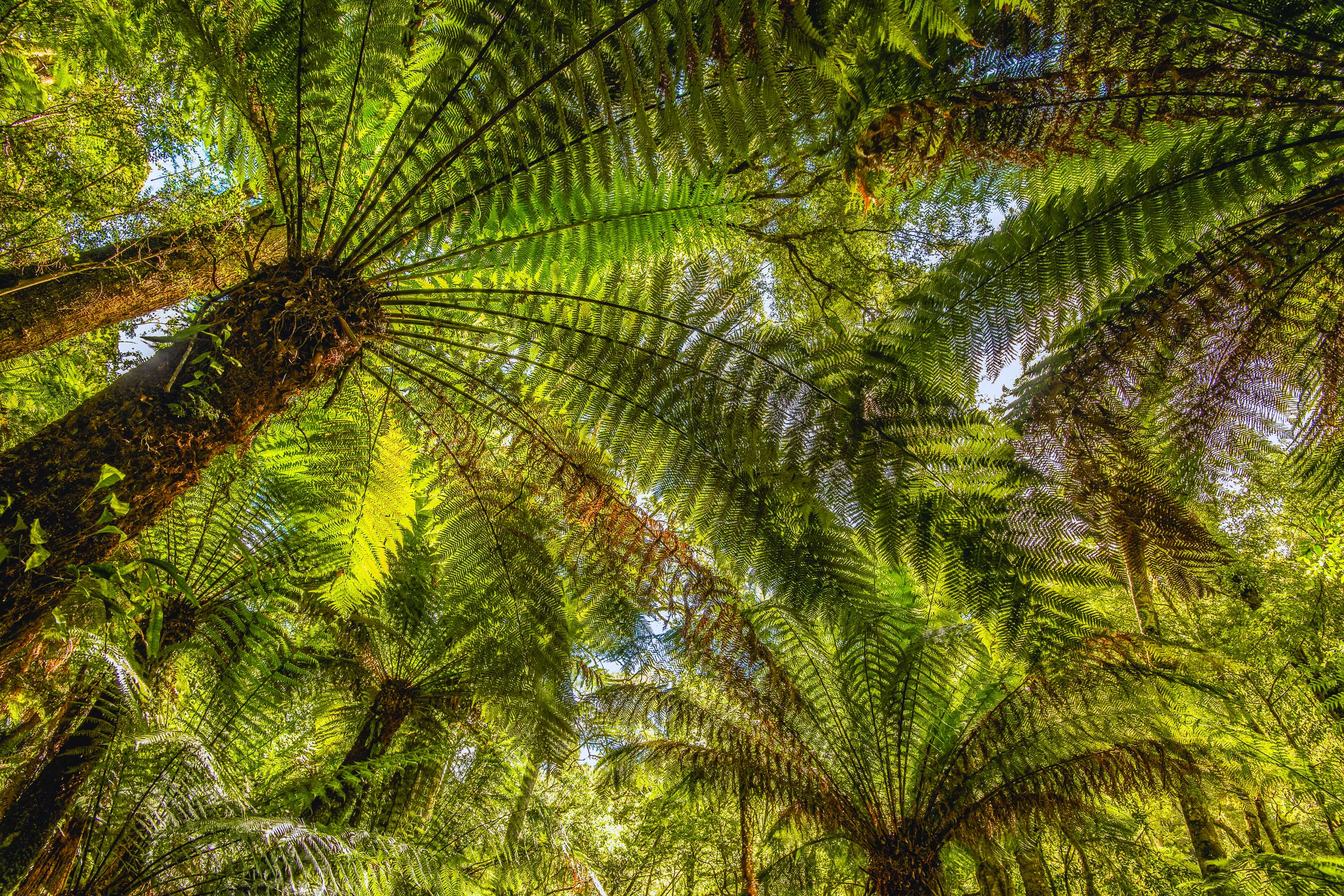 Palm Palm