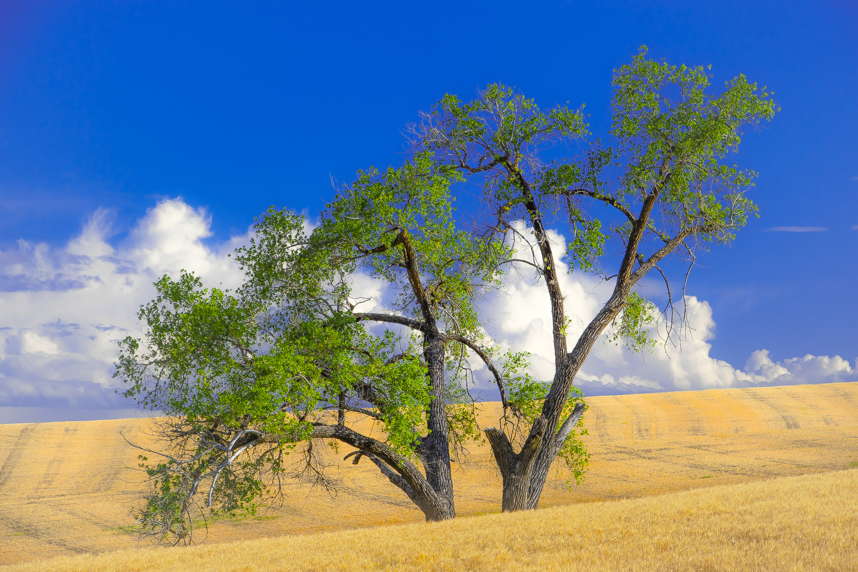 Roots of The Sacrosanct Roots of The Sacrosanct