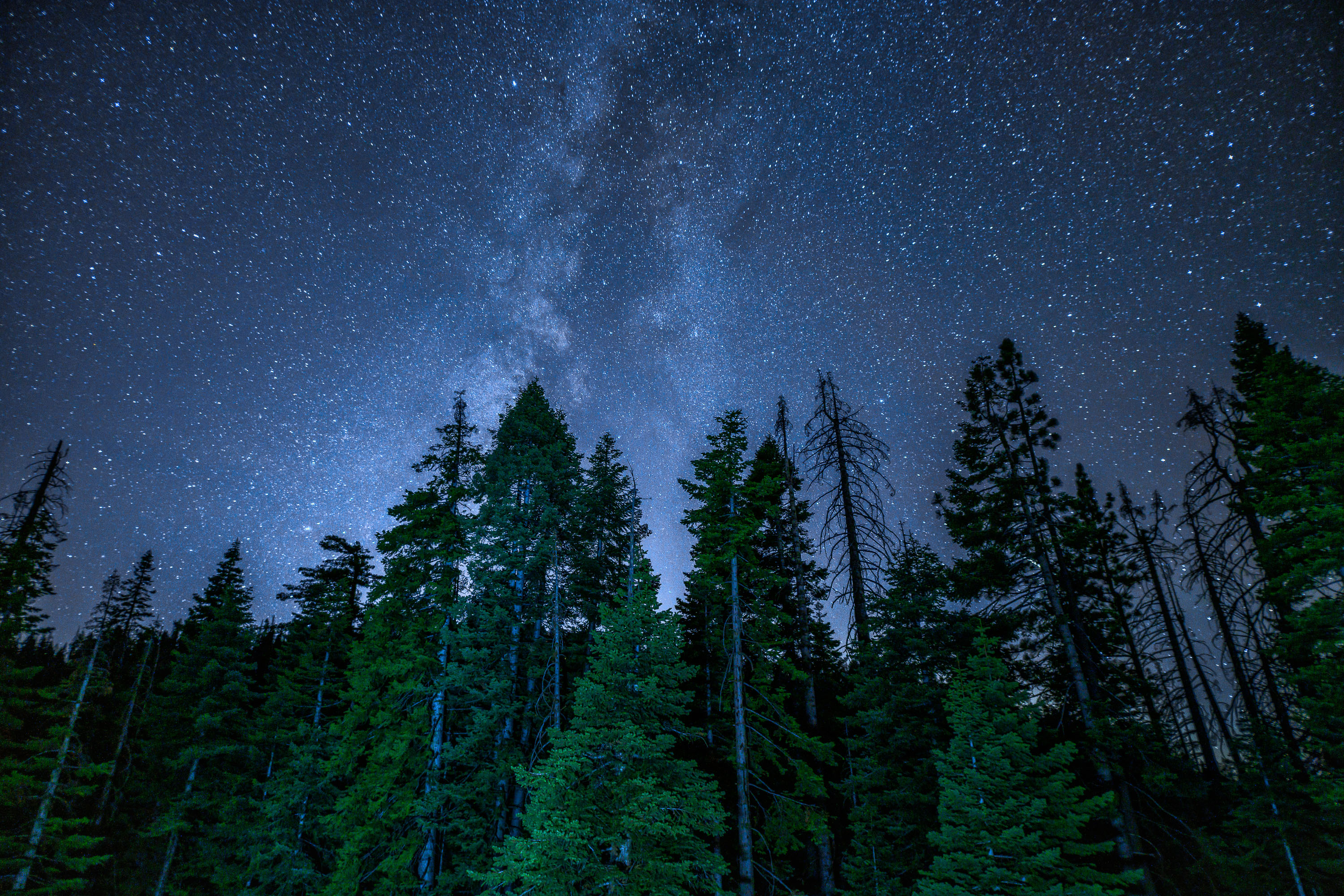 Stars + Pine Stars + Pine