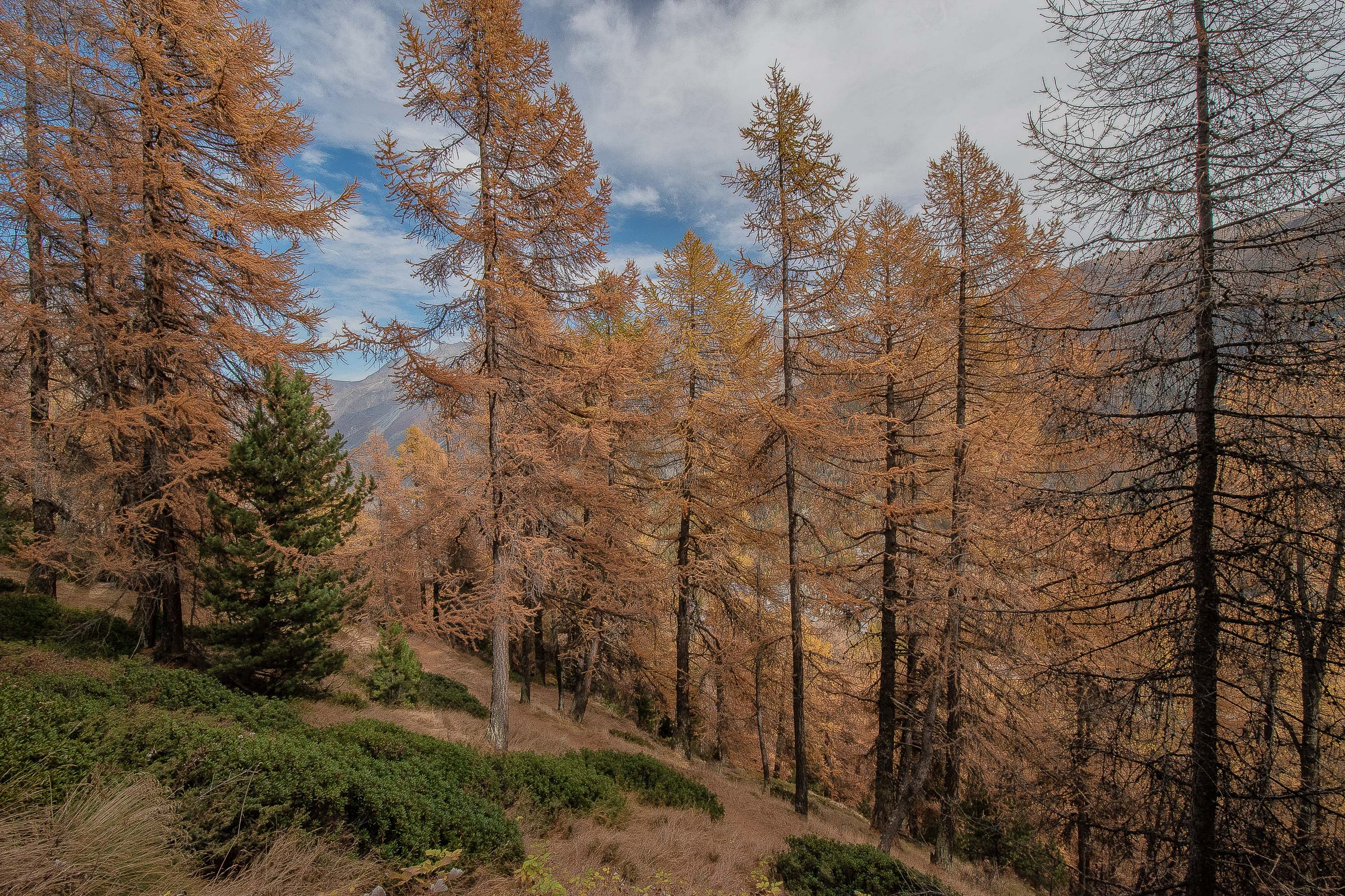 Swiss Autumn Swiss Autumn